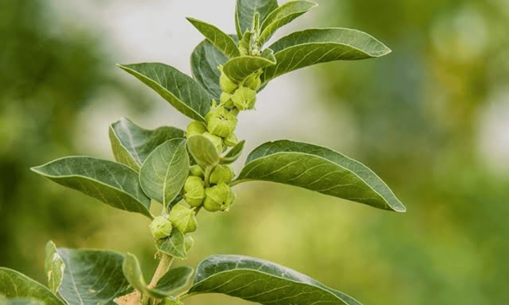 best Ashwagandha botanical ASHWADAAT®